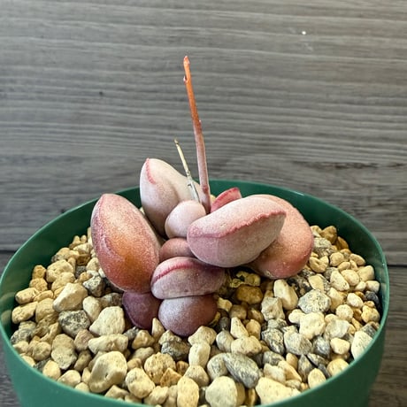 134、Adromischus marianiae Hallii Abios Mountain