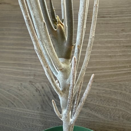 29、Euphorbia arbuscula