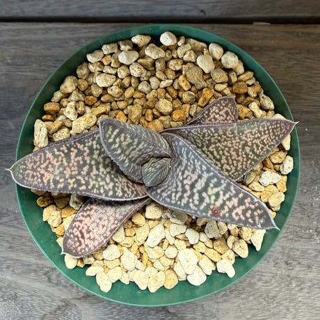 145、Gasterhaworthia ’Koelmaniorum × excelsa‘