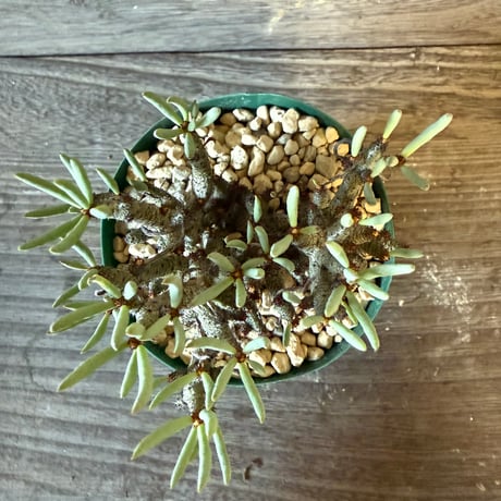 129、Tylecodon buchholzianus