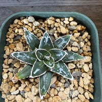 140、Agave 姫笹の雪