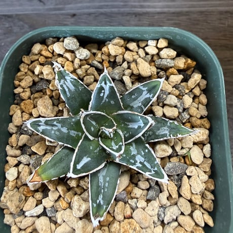 HORIKAWA NURSERY