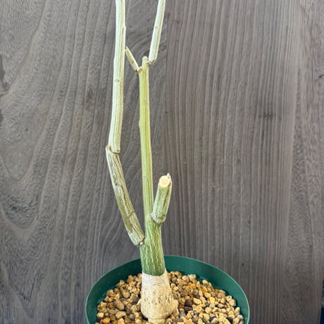 147、Adenia pechuelii