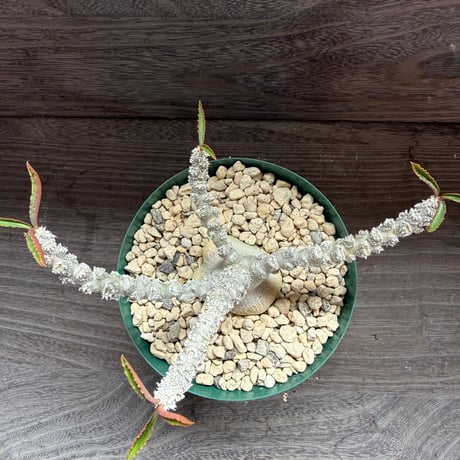 133、Euphorbia suzannae-marnierae
