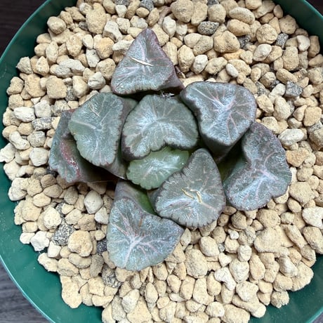 136、Haworthia ’アトラス’