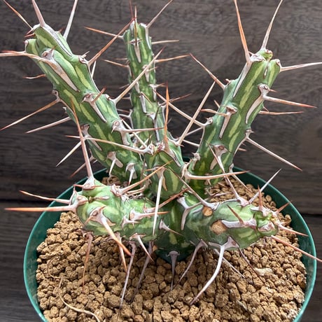 117、Euphorbia kalisana