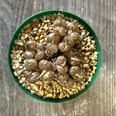 137、Conophytum pellucidum v.neohallii CR.1385 7km S,Springbok