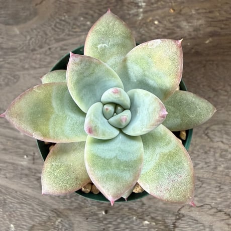 45、Echeveria ’CS-NO-10’ ’CPS02’