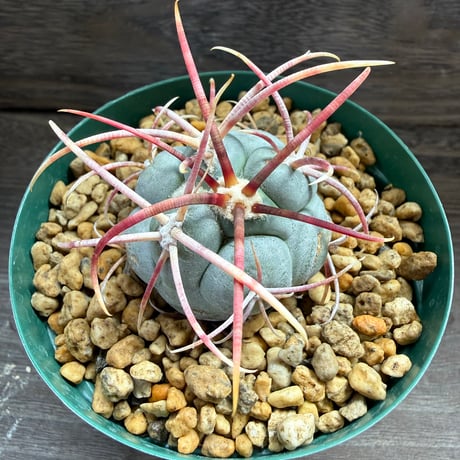 193、Thelocactus 強刺緋冠竜