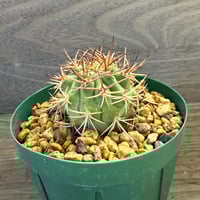 44、Eriosyce aurata typical（yellow orange spines）KP707 601m Valparaiso（実）