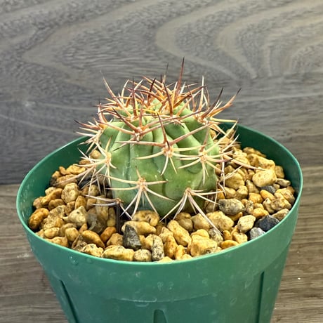 44、Eriosyce aurata typical（yellow orange spines）KP707 601m Valparaiso（実）