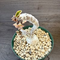 102、Euphorbia ambovombensis