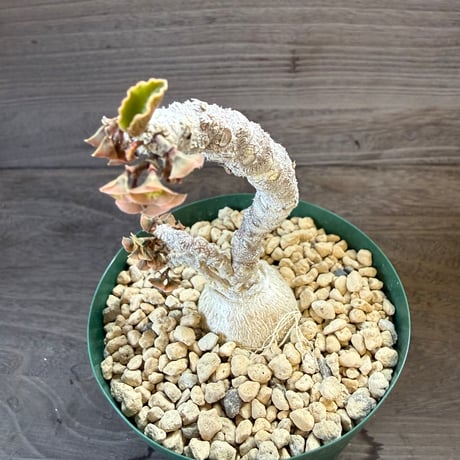 HORIKAWA NURSERY