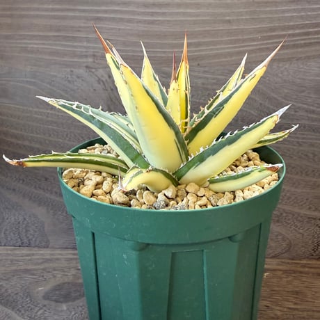 30、Agave purpusorum f.variegata