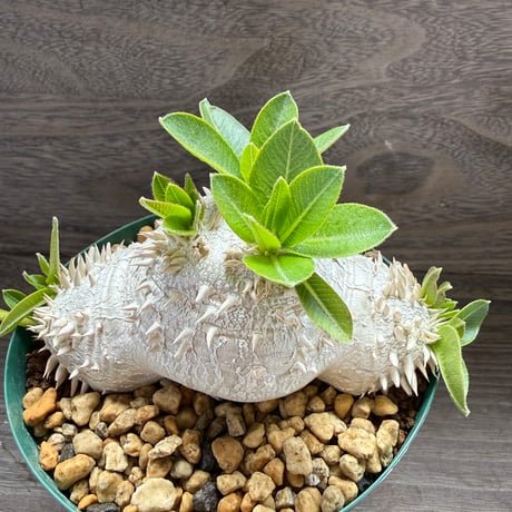 179、Pachypodium brevicaule