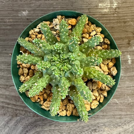 55、Euphorbia gamkensis