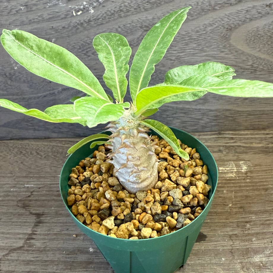 68e84f0c3631db498e8f6b4d