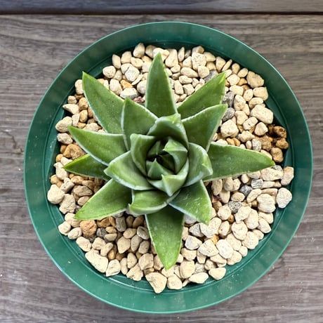 70、Haworthia marginata