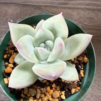 109、Echeveria ‘CS-NO-01‘ ‘Super White‘