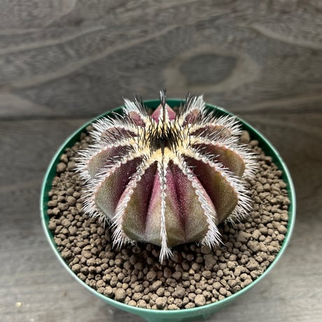 87、Uebelmannia pectinifera