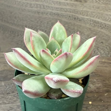 47、Echeveria ’CS-NO-08’ ’コロラータ旧来型’