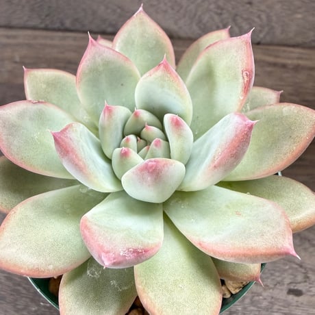 163、Echeveria lindsayana