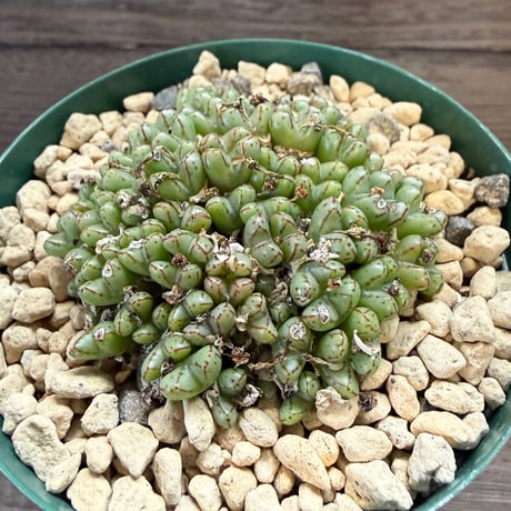 125、Conophytum ヘレナエ