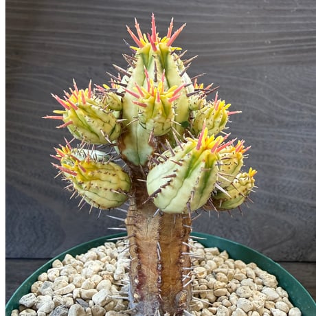 99、Euphorbia 紅彩閣錦