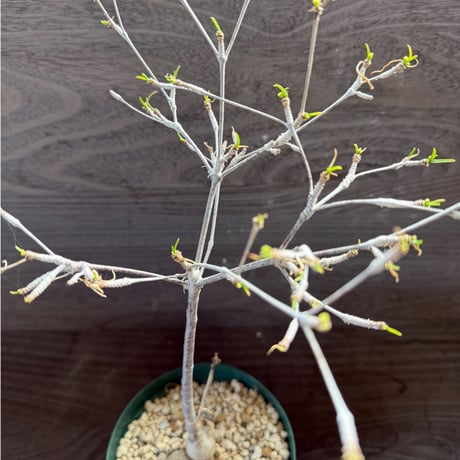 164、Euphorbia hedyotoides