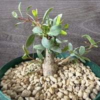 29、Fouquieria columnaris