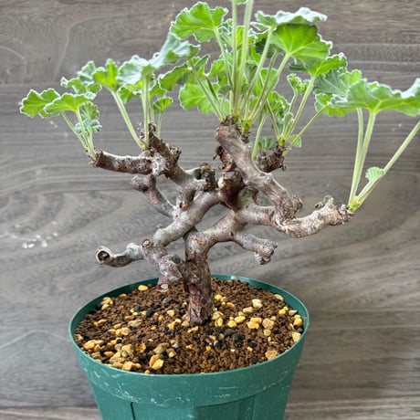 61、Pelargonium mirabile