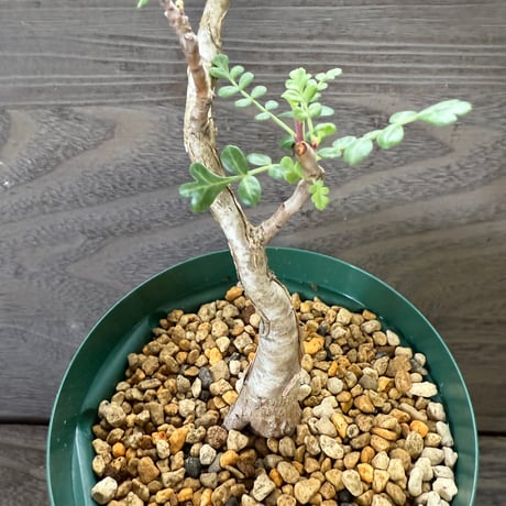 63、Pachycormus discolor