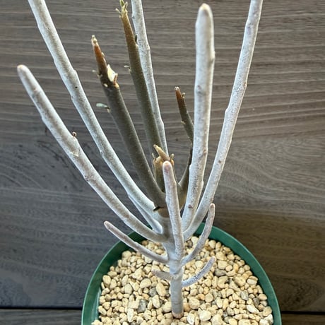 29、Euphorbia arbuscula