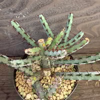 100、Euphorbia cuneneana