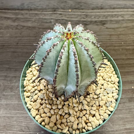 38、Euphorbia polygona