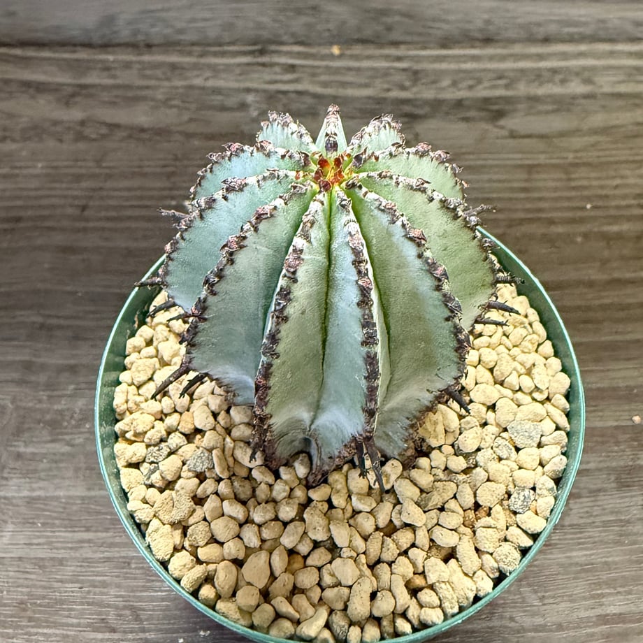 68b452333c173d4ae318115f