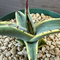 33、Agave 屈原の舞扇錦