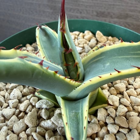 33、Agave 屈原の舞扇錦