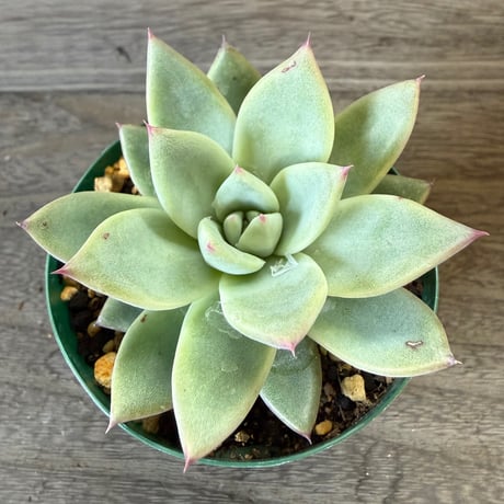 125、Echeveria ‘CS-NO-06‘ ’CPS02×コロラータ旧来型‘