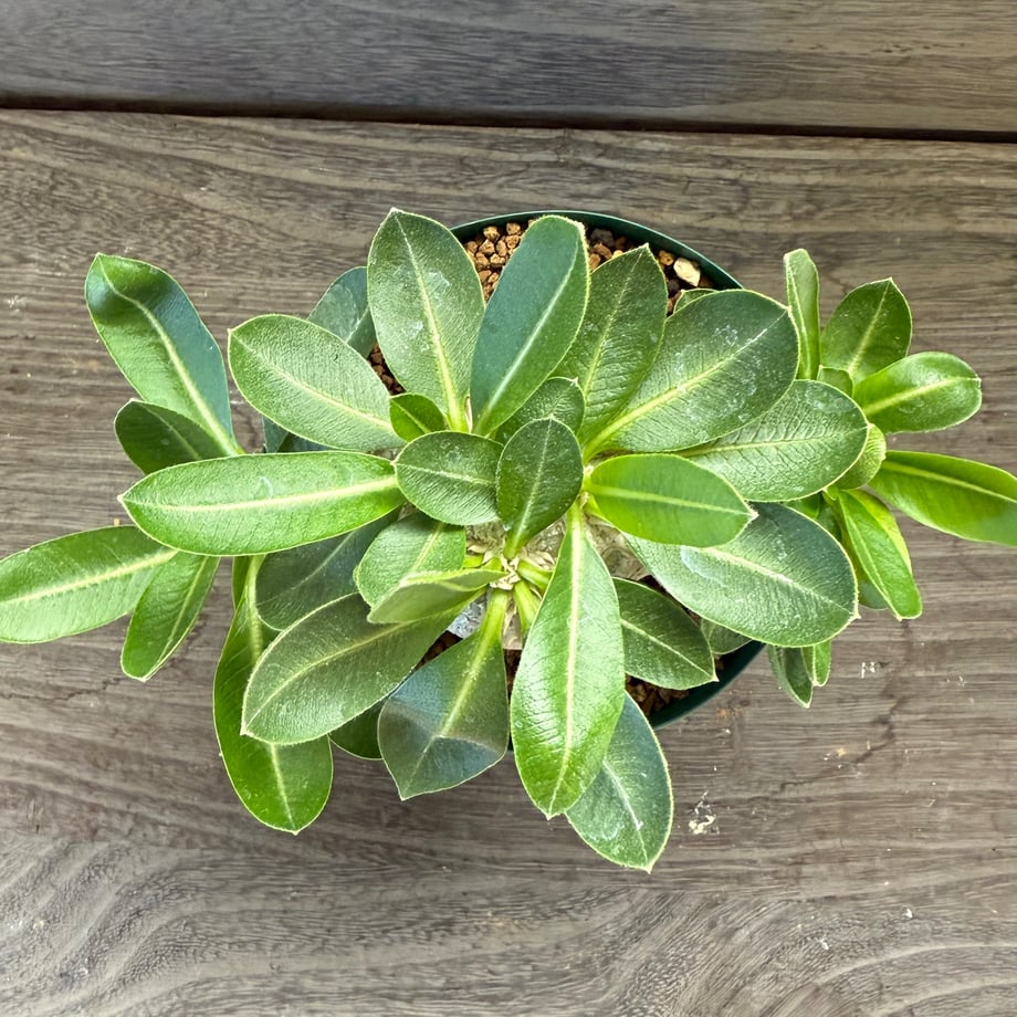 68e85904b71e153f74dee8ea