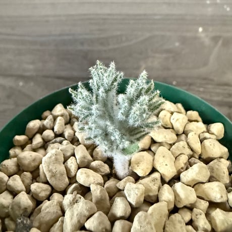 147、Eriospermum dregei