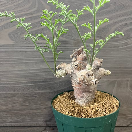 みわちゃん　カクタス　スケルトン　パーチ　細めNo.118特大No.208 ご注文品 | plants MARU ー 多肉植物・サボテン・園芸グッズのお
