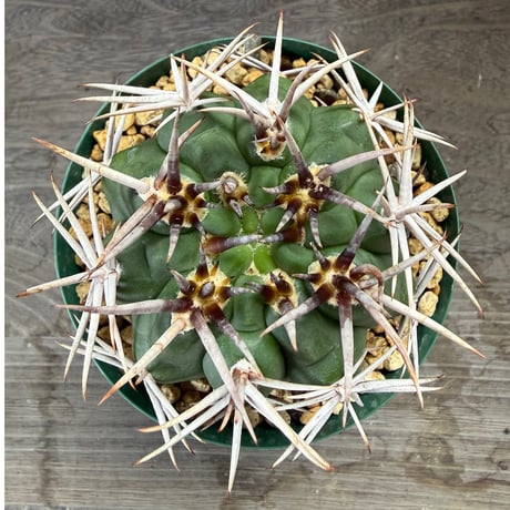 190、Gymnocalycium フェロシオール