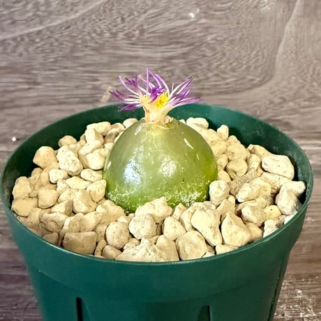 146、Conophytum burgeri