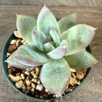 46、Echeveria ’CS-NO-10’ ’CPS02’