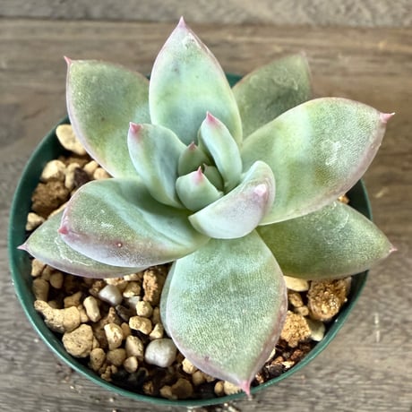 46、Echeveria ’CS-NO-10’ ’CPS02’