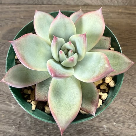 51、Echeveria ’CS-NO-13’ ’lindsayana×Super White’