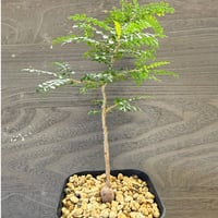 76、Operculicarya pachypus