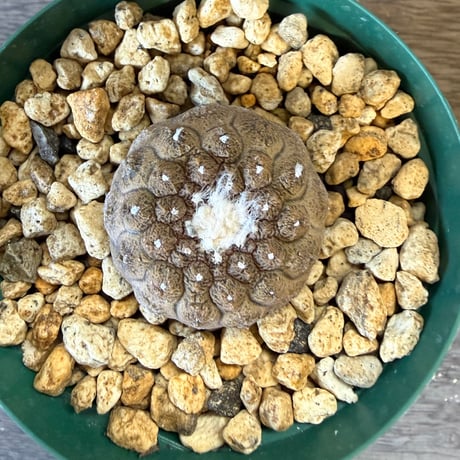 178、Copiapoa hypodaea ’Lizard Skin’