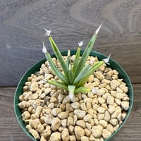 72、Agave albopilosa